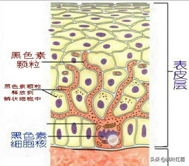有什么面霜和精华适合20来岁的女孩子使用？脸上有斑,求推荐？