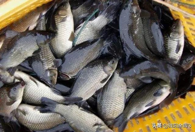野生水域哪类品种鱼最多，为什么广东这边的的河道里有那么多的鱼