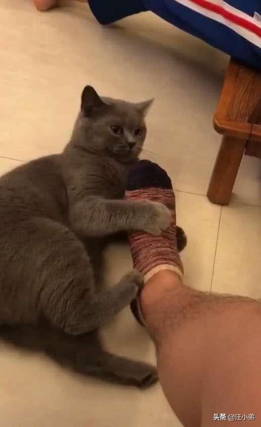 猫咪闻到臭脚后为什么会张开嘴:请问，猫咪不会嫌弃自己的主人脚臭吗？