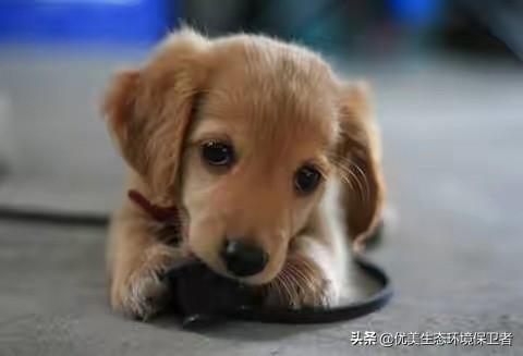 改变世界的犬类全集:家猪和狗放生到野外会变成野猪和狼吗？