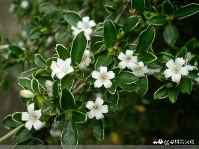 京剧六月雪图片:京剧各派现在有哪些名家名段？