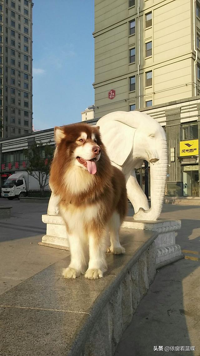 北京犬图片壁纸:有多少喜欢养狗的朋友们，发图片瞧瞧呗？