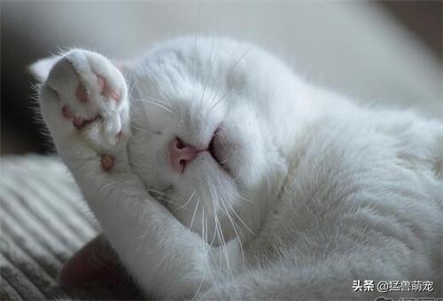 哪种猫容易有泪痕:七个月的猫有泪痕，该怎么办？