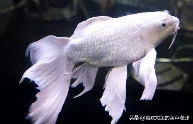 家用大鱼缸养鱼知识:鱼缸内该不该放水草？饲养观赏鱼后，水草对水质有没有影响？ 家庭鱼缸养鱼知识大全