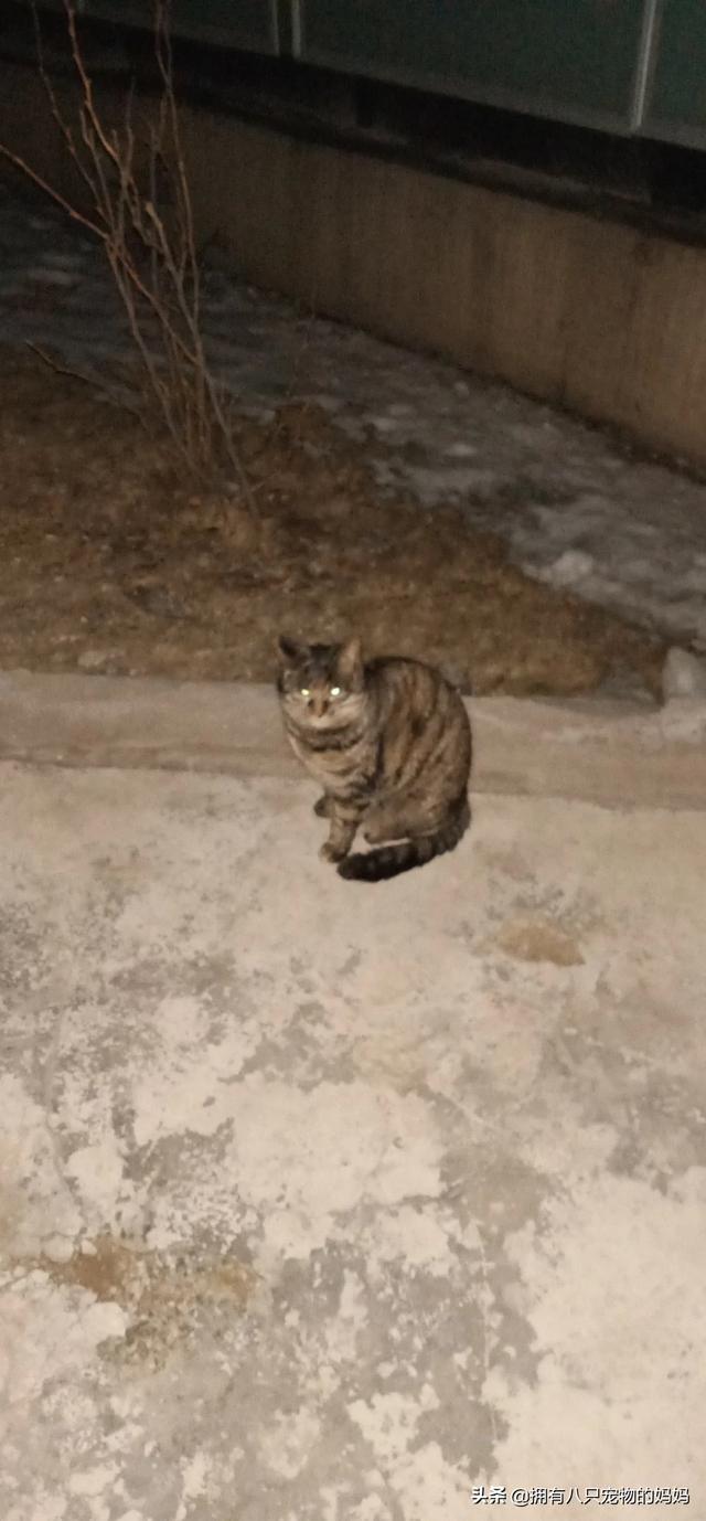 冀师傅天然猫粮怎么样:家里有很多只猫了，还要不要再收留流浪猫了？
