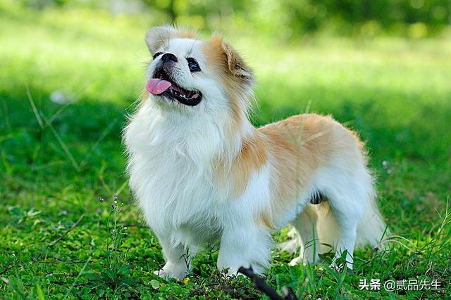 霍邱偷狗贼:为何偷狗如此猖獗的情况下，有人为偷狗贼辩护？