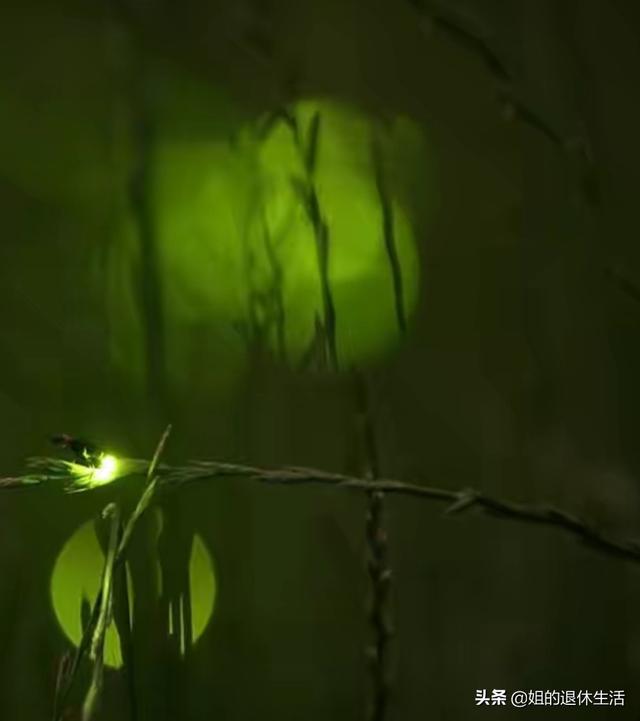 萤火虫祖先被发现:以前夏夜在野外常见的萤火虫，为什么现在逐渐销声匿迹了