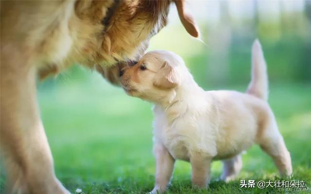 无脖牧羊犬遭弃 腾讯:公狗阉割好还是不阉割好？