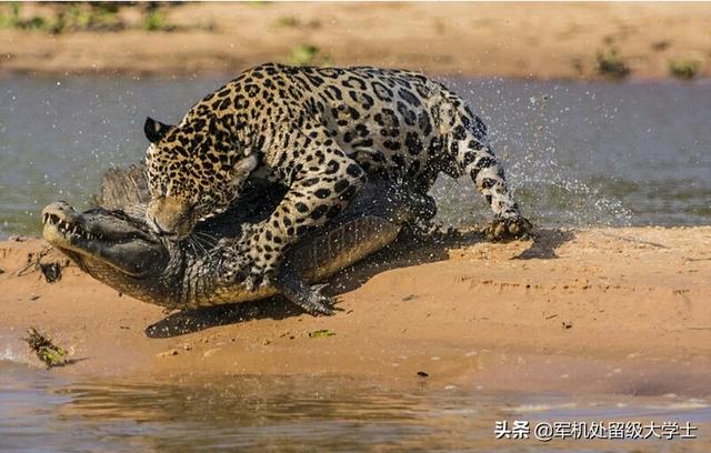 能家养的最大的猫科动物:你觉得哪种猫科动物的体型比例是最完美的？ 可以家养的大型猫科动物