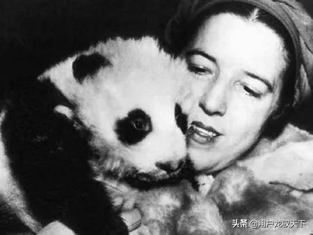 南京搓手猫网络走红:八十年前，从中国盗走两只大熊猫的“熊猫夫人”，最终结局如何？