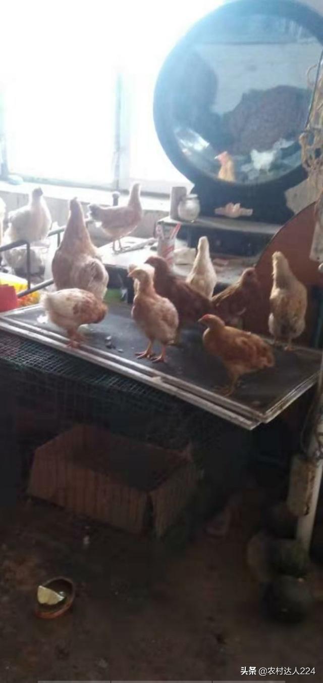 如何养士鸡？