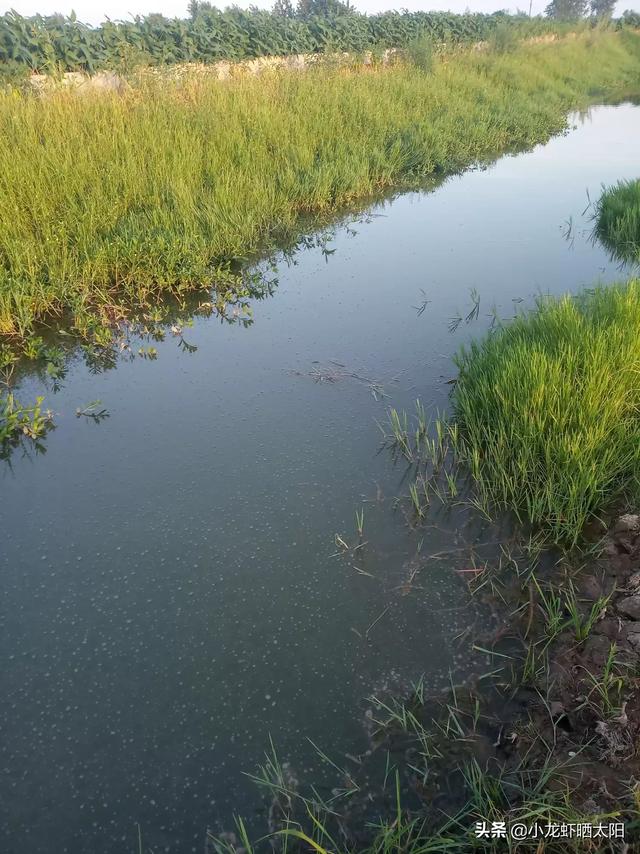 头条问答 小龙虾养殖过程中 水草的栽培方法有哪些 小龙虾晒太阳的回答 0赞