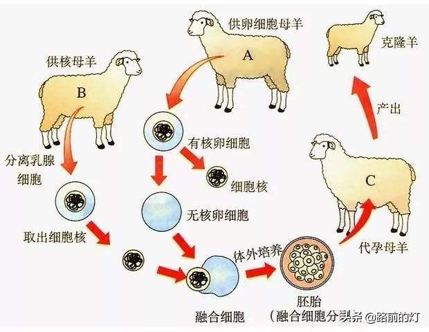 复活成功的灭绝动物:对于那些濒危物种为什么不提前保存他们的基因以便以后克隆呢