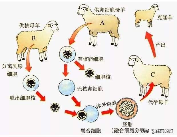 长江白鲟灭绝了吗，长江白鲟，灭绝了，做为最主要的凶手，我们留下白鲟基因了吗