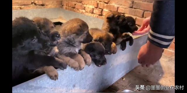 保加利亚牧羊犬舍:29岁，负债30万，在农村搞养殖还来及吗？