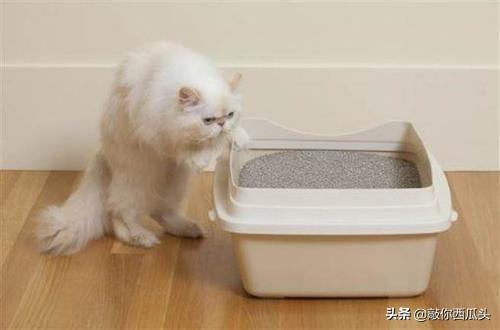猫咪尿频:猫咪慢性肾衰竭导致的尿频怎么办？
