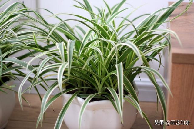 小型观花植物:家里空间小有什么适合养的植物？