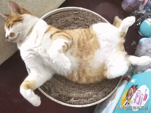 你们的猫咪性格好吗？
