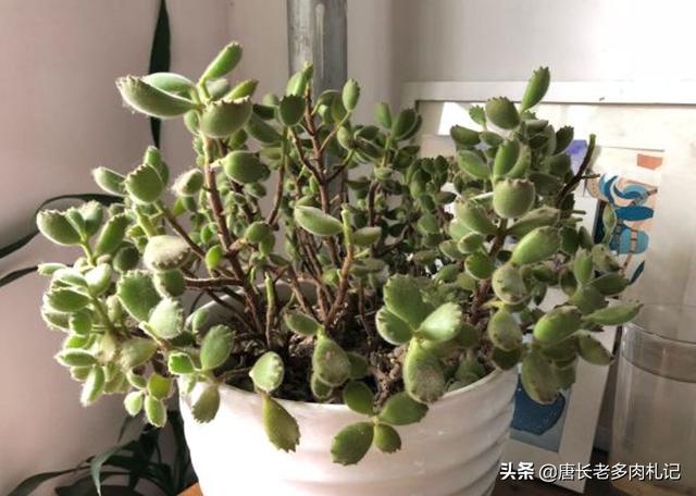 多肉熊童子好养不:怎样预防多肉植物熊童子掉叶子？