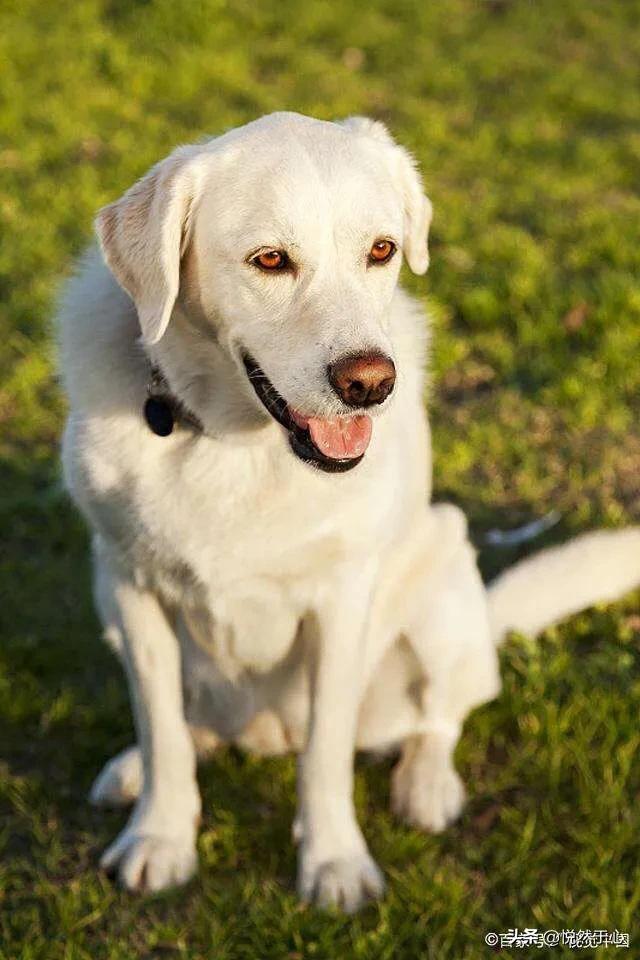 友善的狗:巴哥犬爱干净，又友善，为什么养的人还是那么少？