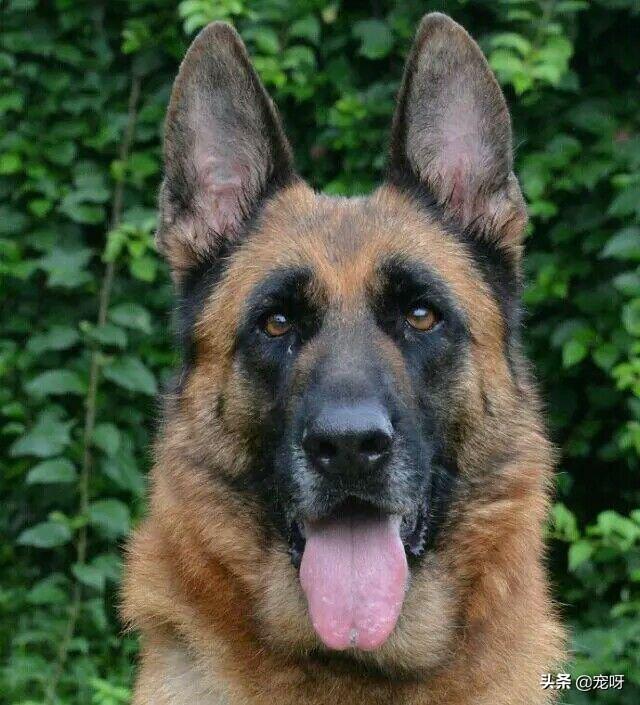 加纳利犬vs藏獒:多少只德国牧羊犬，打得过一只原生态藏獒？为什么？