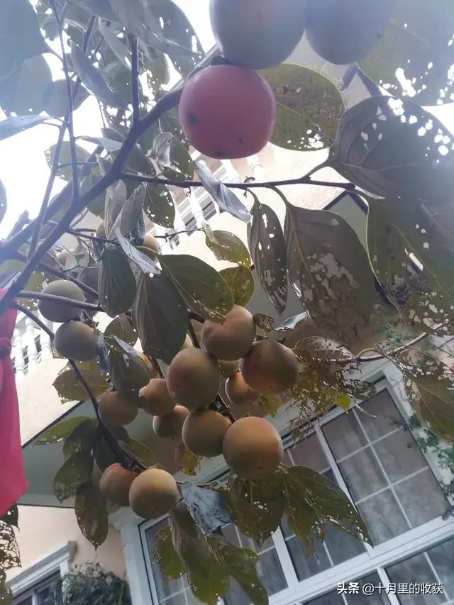 家住别墅是什么样的感觉？插图36