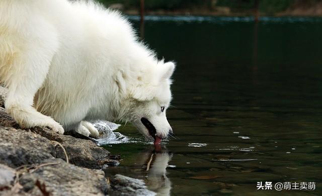 萨摩耶犬价格及图片:五六个月的名犬萨摩耶能卖多少钱？ 白色萨摩耶犬图片