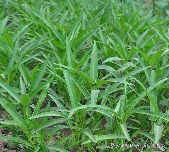 头条问答 空心菜的栽培时间和技术如何 您知道吗 10个回答