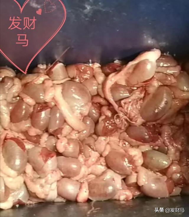 刺尾鬣蜥保育:为何养猪户会说“保育猪最难养呢？”，具体难在哪？如何避免？