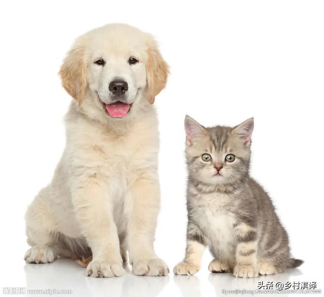 猫狗:农村俗语“一家不上七口，猫狗不能养全”什么意思？有没有道理？