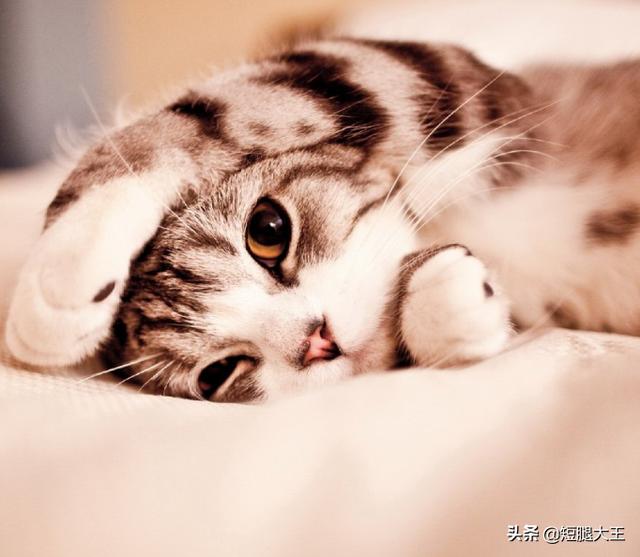 猫咪不乖:你们家的猫洗澡后吹毛会很乖吗？怎么样？