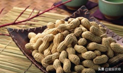 头条问答 谁有落花生播种和管理经验 请介绍一下 单亲老汉4y1l的回答 0赞