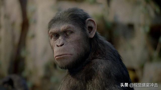 猩猩崛起电影:为什么很多人觉得《猩球崛起3：终极之战》不好看
