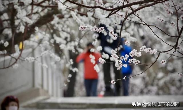 惠比特 黑梨花:春光明媚，现在要想去旅游景点转转，安全吗？