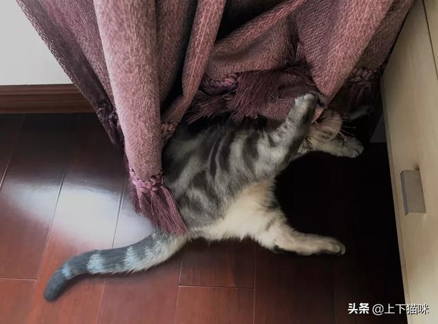 亚洲色猫猫 欧美:你见过哪些很有特色的猫，花色长相行为奇奇怪怪的？