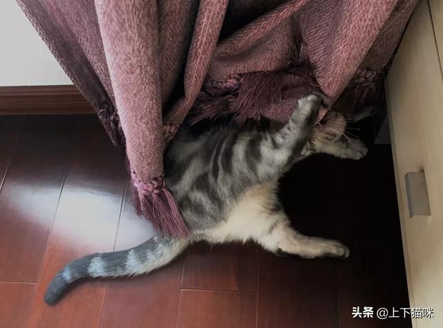 无毛猫都分为哪些种类，你见过哪些很有特色的猫，花色长相行为奇奇怪怪的