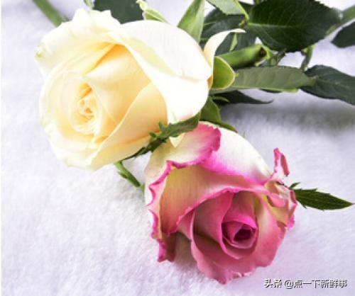 超全玫瑰花语，花的种类那么多，为什么是玫瑰花代表爱情
