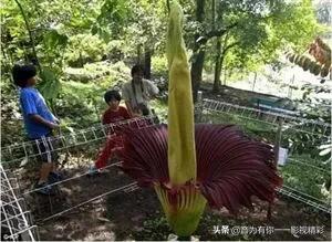 眼镜蛇瓶子草属:世界上最恐怖的植物是什么？