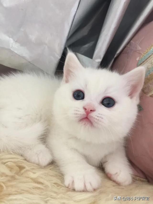 猫咪睡在猫砂盆:朋友送我了一只刚断奶的猫，晚上睡觉应该放在哪里？