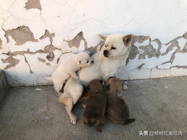 哺乳期狗狗食欲不振:狗狗产后抑郁有什么表现，哺乳期狗狗怎么喂？