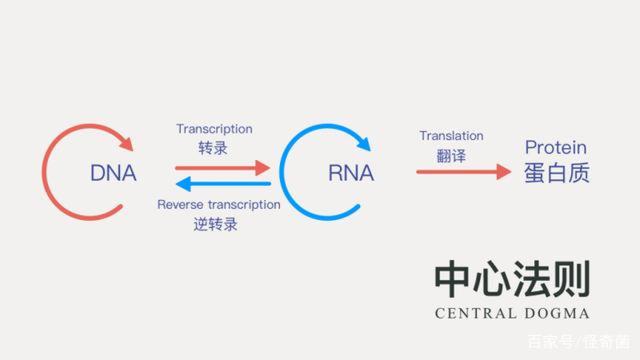 外星人捉人类做宠物小说，为什么越来越多的科学家认为章鱼可能不是地球的生物