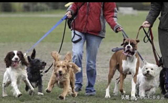 巴仙吉犬优缺点杰克罗素:怎么才能让狗狗长肉，要吃什么会长肉？ 巴仙吉犬优雅视频