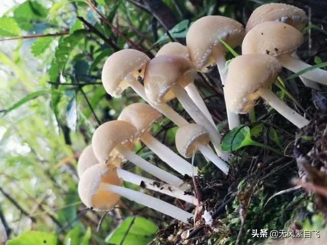 手机拍照时应该怎样正确持机，可以保证拍摄清晰，稳定
