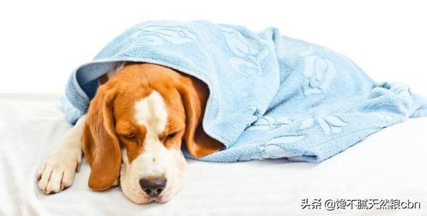 莱姆病症状有什么:抗莱姆病有什么真症状 引起狗狗肾衰竭的原因有哪些？该怎么预防？