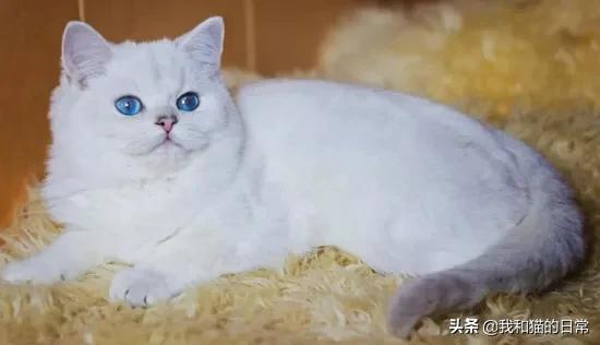 猫瞳孔颜色的代表:小奶猫的眼睛颜色 猫的眼睛为什么会有各种各样的颜色？