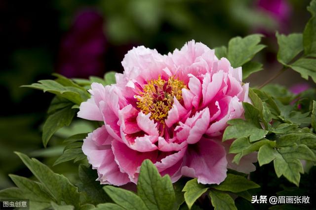 画壁中的牡丹:《红楼梦》中以花喻人，为什么宝钗被喻为牡丹花？