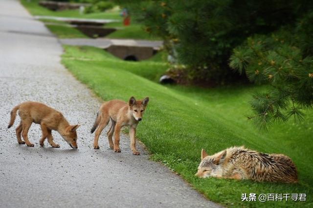 改变世界的犬类流浪狗:郊狼在北美已经扩张到城镇，会和家狗或流浪狗混血成新的犬类么？