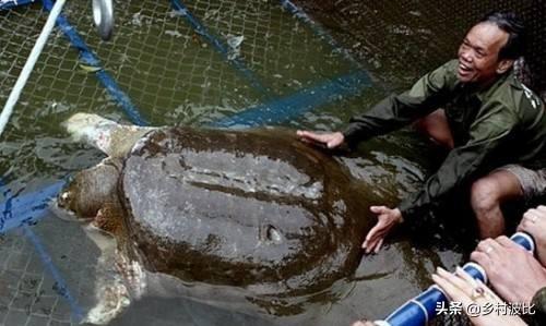 民警将抓捕的长蛇放生，泗洪市民捕获26.6斤野生甲鱼，没人收购将放生, 你怎么看