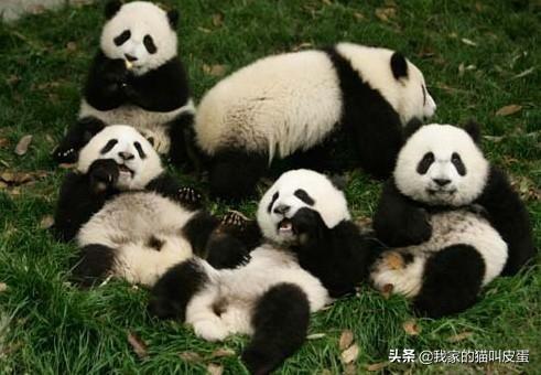 历史上凶猛的食铁兽变成靠卖萌为生的国宝,熊猫经历了什么?