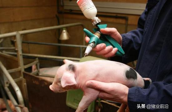 伪狂犬病的传播途径:猪伪狂犬病引起的仔猪腹泻的症状与控制策略？